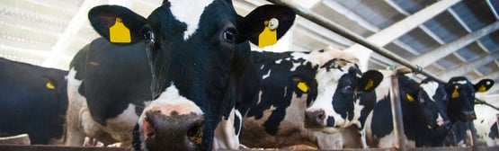 A line of dairy cows appear to pose for camera