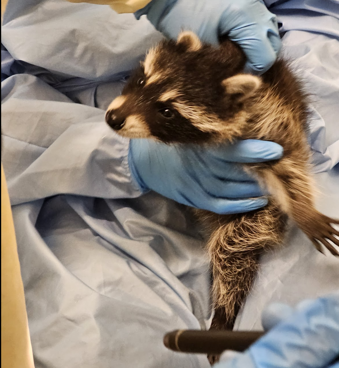 Baby Raccoon at Greenwood Rehab Center