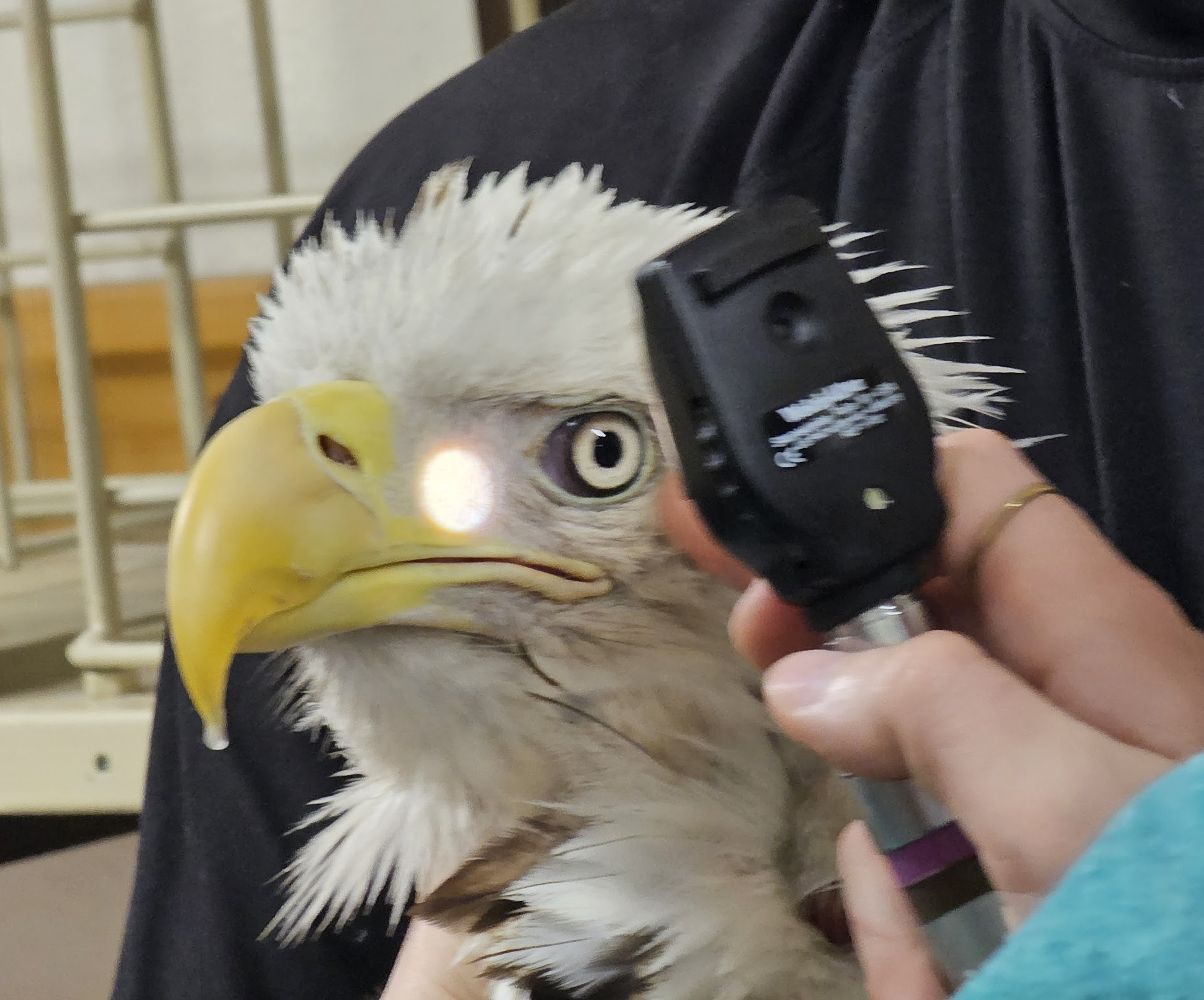 Bald Eagle at Raptor Center