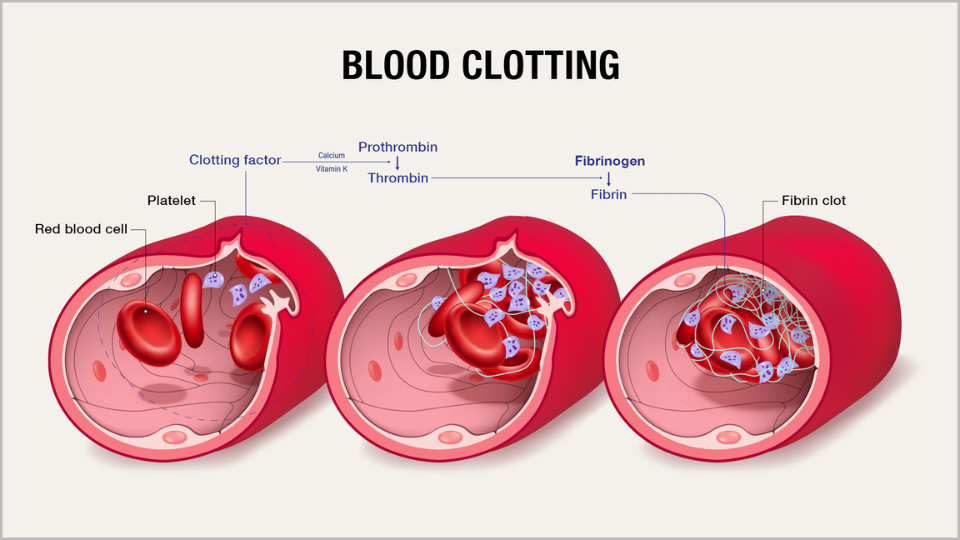 Blood clotting graphic V3