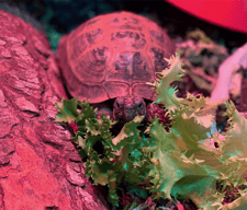 Pietro the Tortoise-1