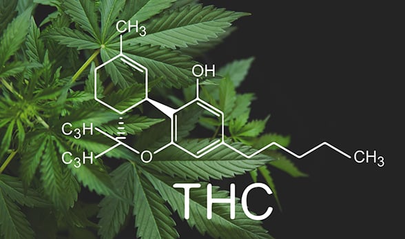 Cannabis_THC588