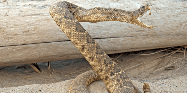 Photo of venomous rattlesnake preparing to strike