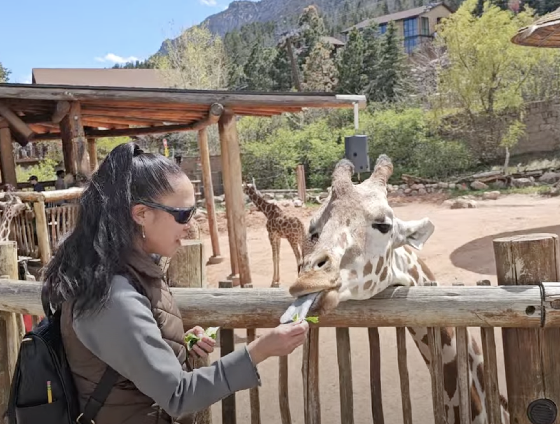 Feeding Giraffes at Cheyenne