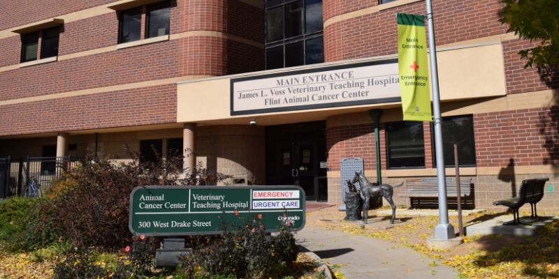 Flint Animal Cancer Center 800 x 400