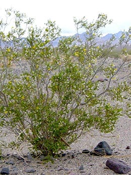 creosote infections amoeba giardia