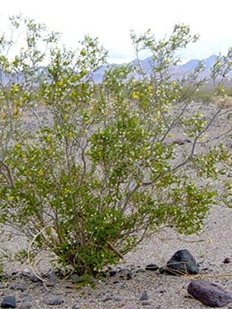Compounds from the creosote bush may fight two deadly parasitic infections.