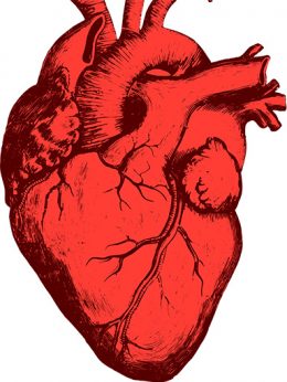 Image of human heart