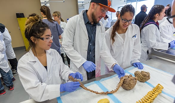 Students in bone room at CU Anschutz