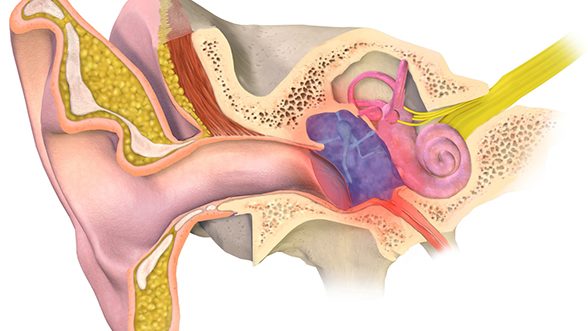 MiddleEarInfection-588x331