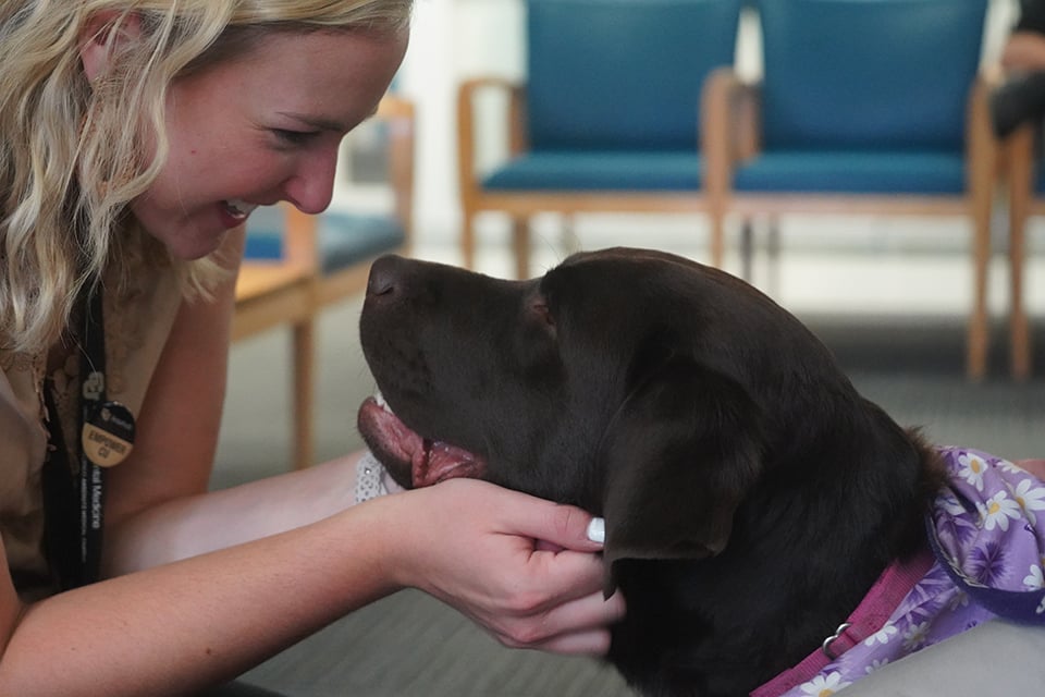 woman pets chocolate lab, looking at each other