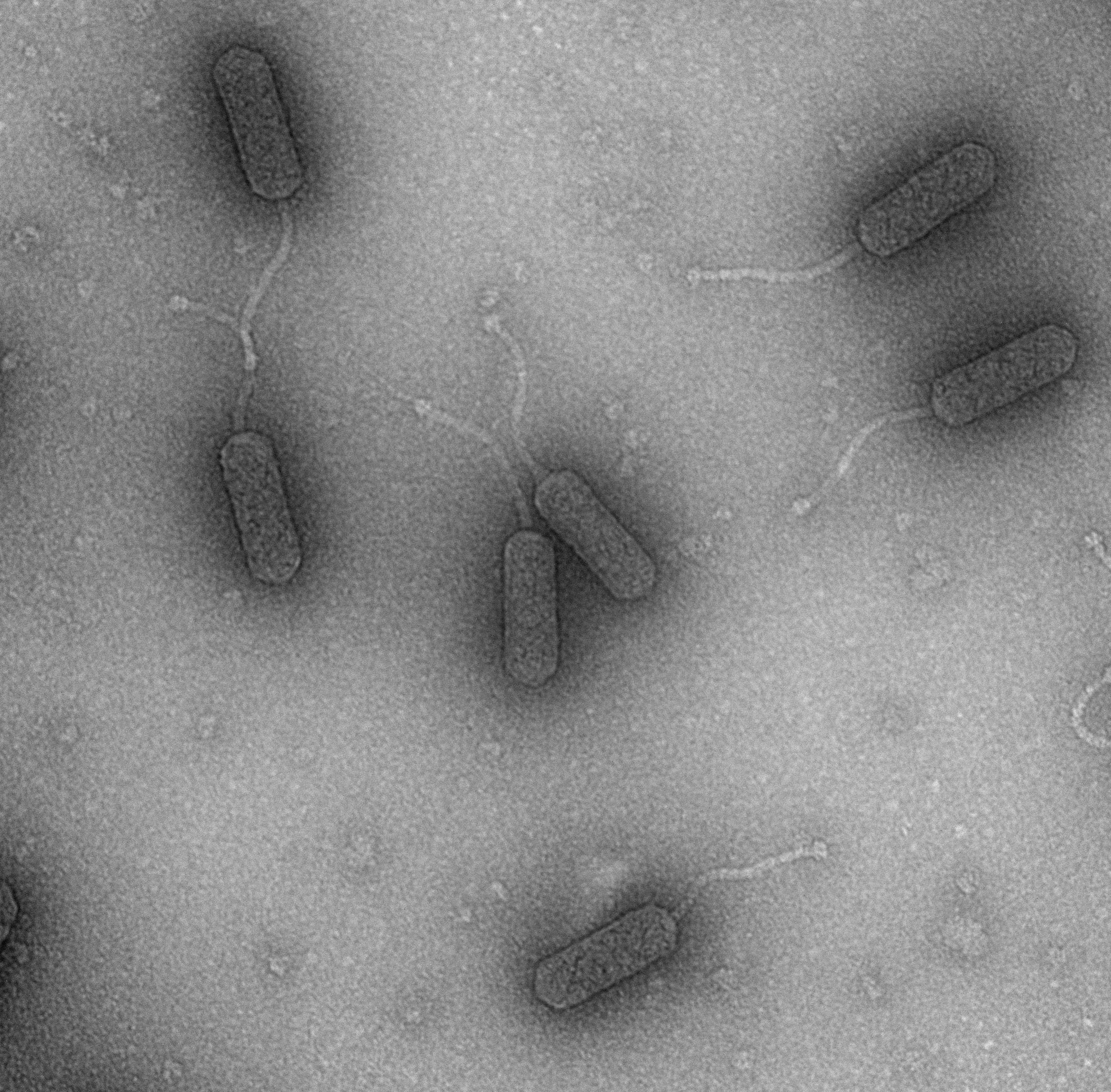 Phage-EM-1