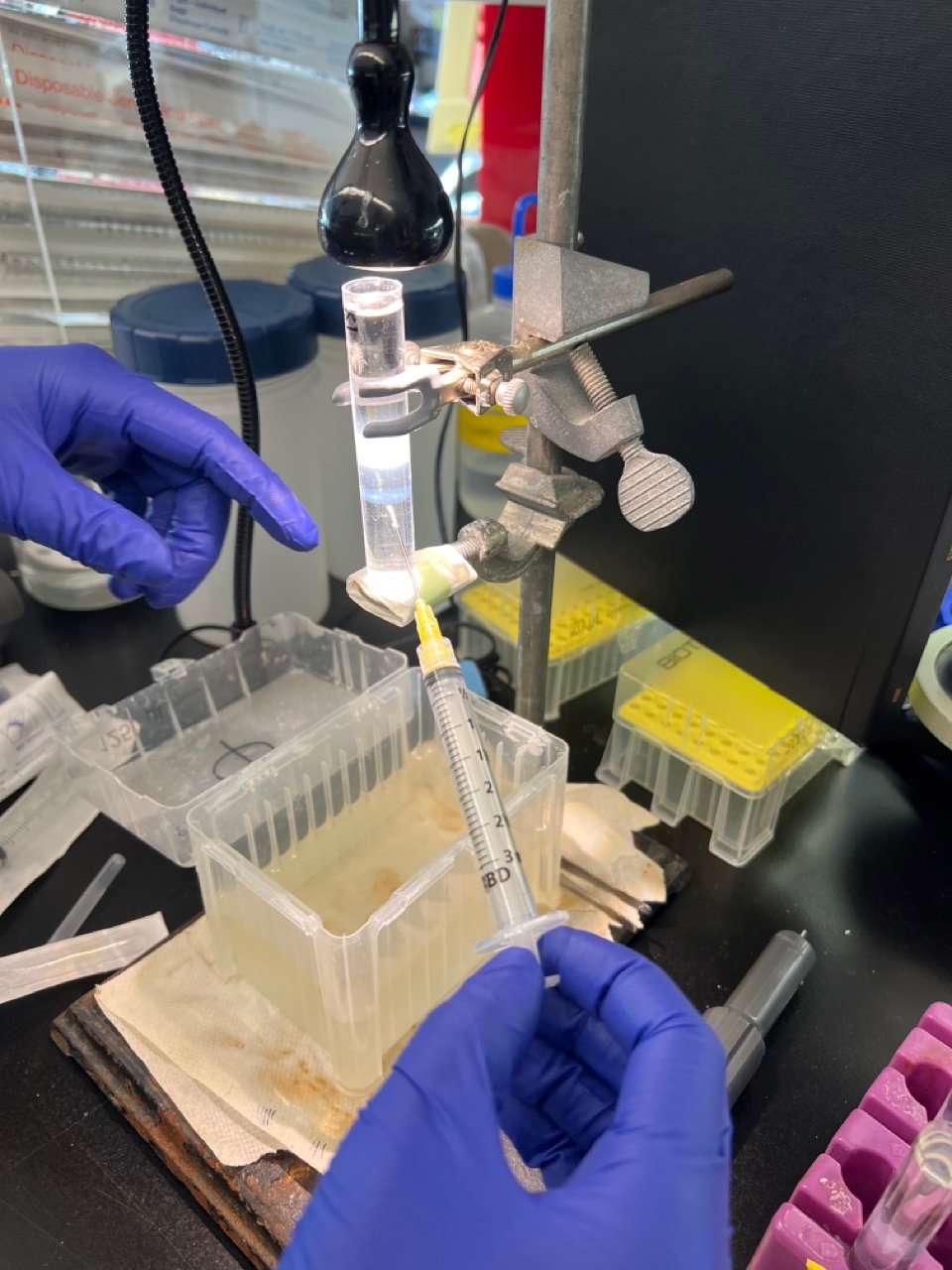 Phage-band-2