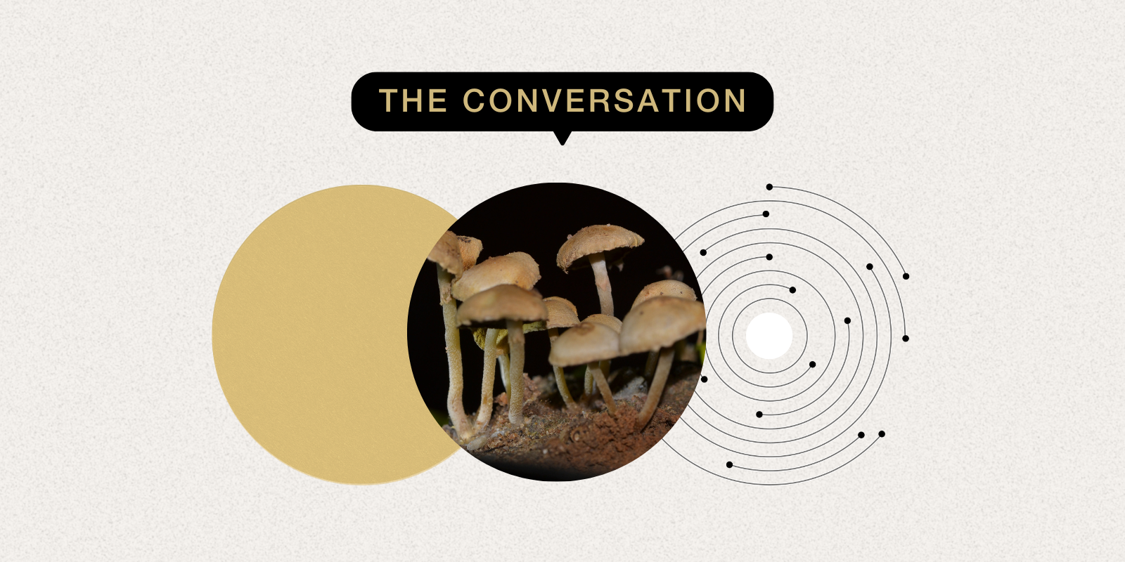 Photo of mushrooms growing in the wild 