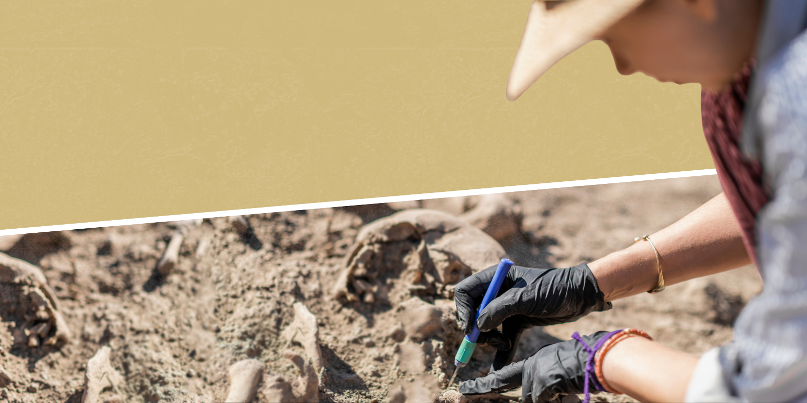 A palentologist digs at bones in the soil, against a split gold background. 