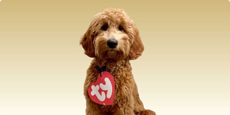 Stella as a beanie baby