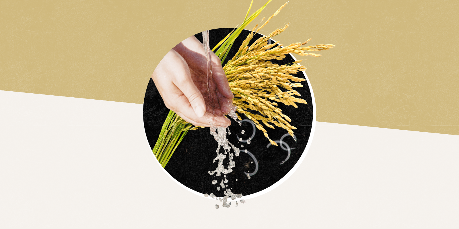 Photo of a person with water in their hands, with an image of rice behind them, across a split gold and white background. 