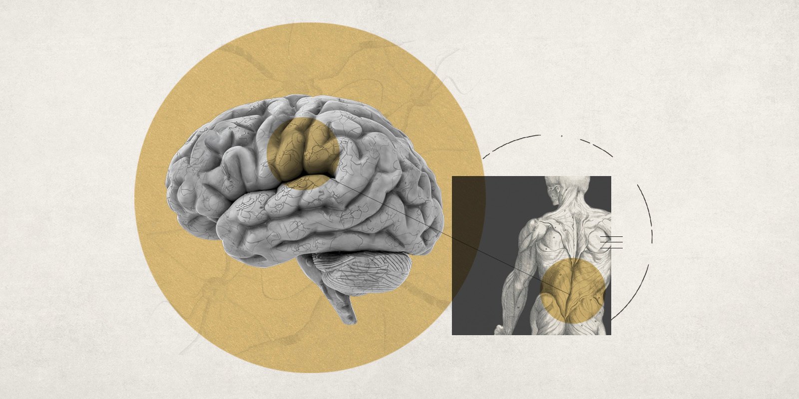 The brain can be the origin of pain perceived in the back. 