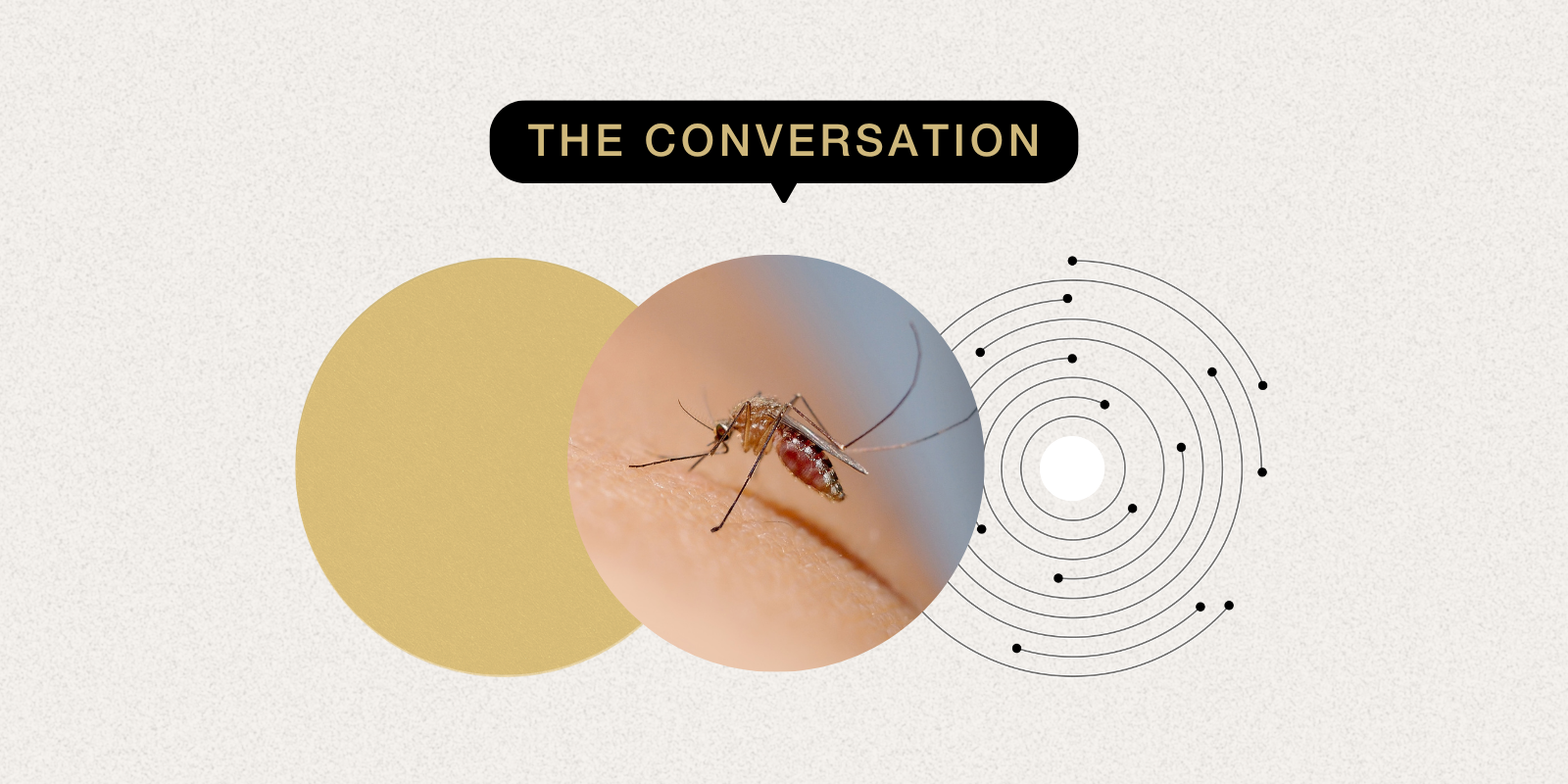 Photo of mosquito on human skin 