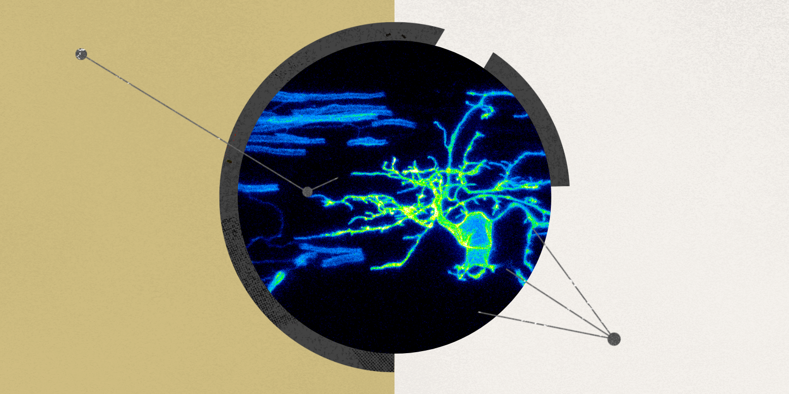 Stylized image of myelinating oligodendrocytes in living zebrafish larvae. 