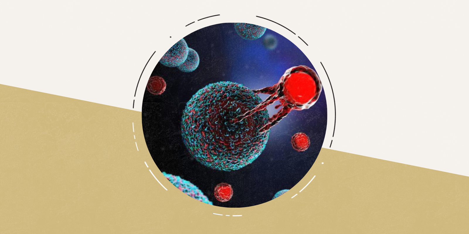 Photo of CAR T cells