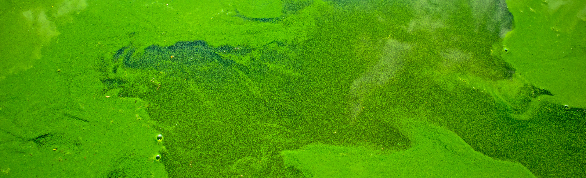 Summer Heat Gives Rise to Algal Blooms and Health Concerns