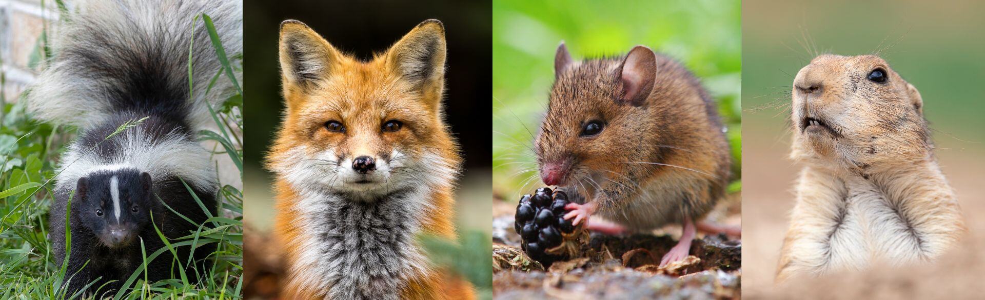 Collage of skunk, fox, wood rat and prairie dog