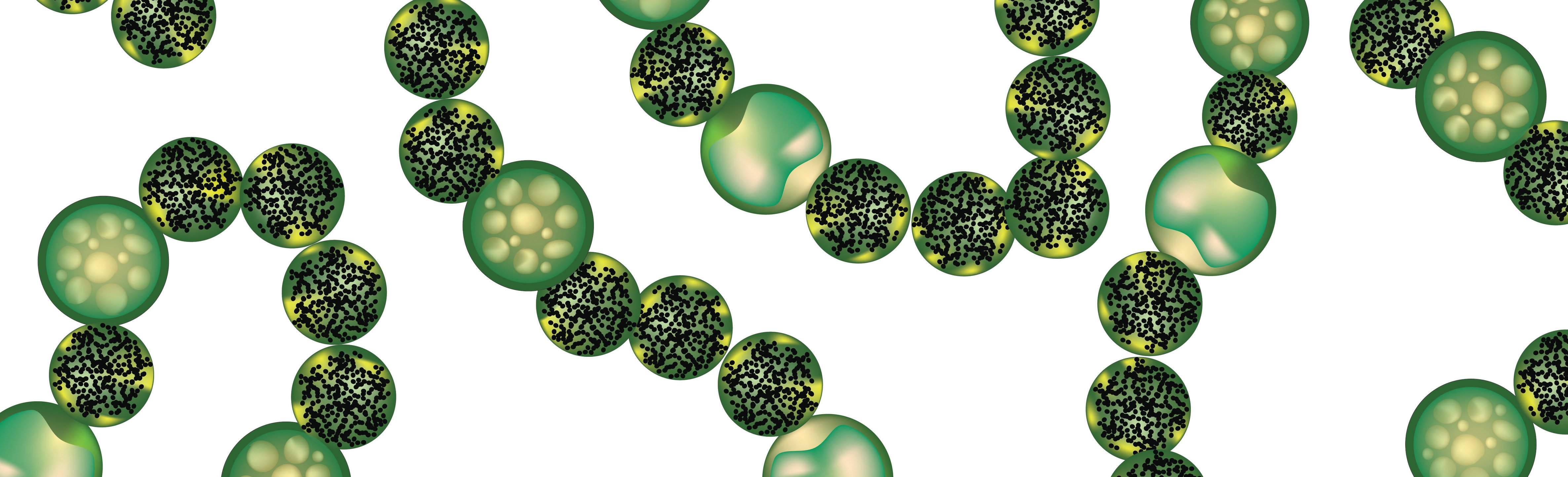 Structure of cyanobacteria