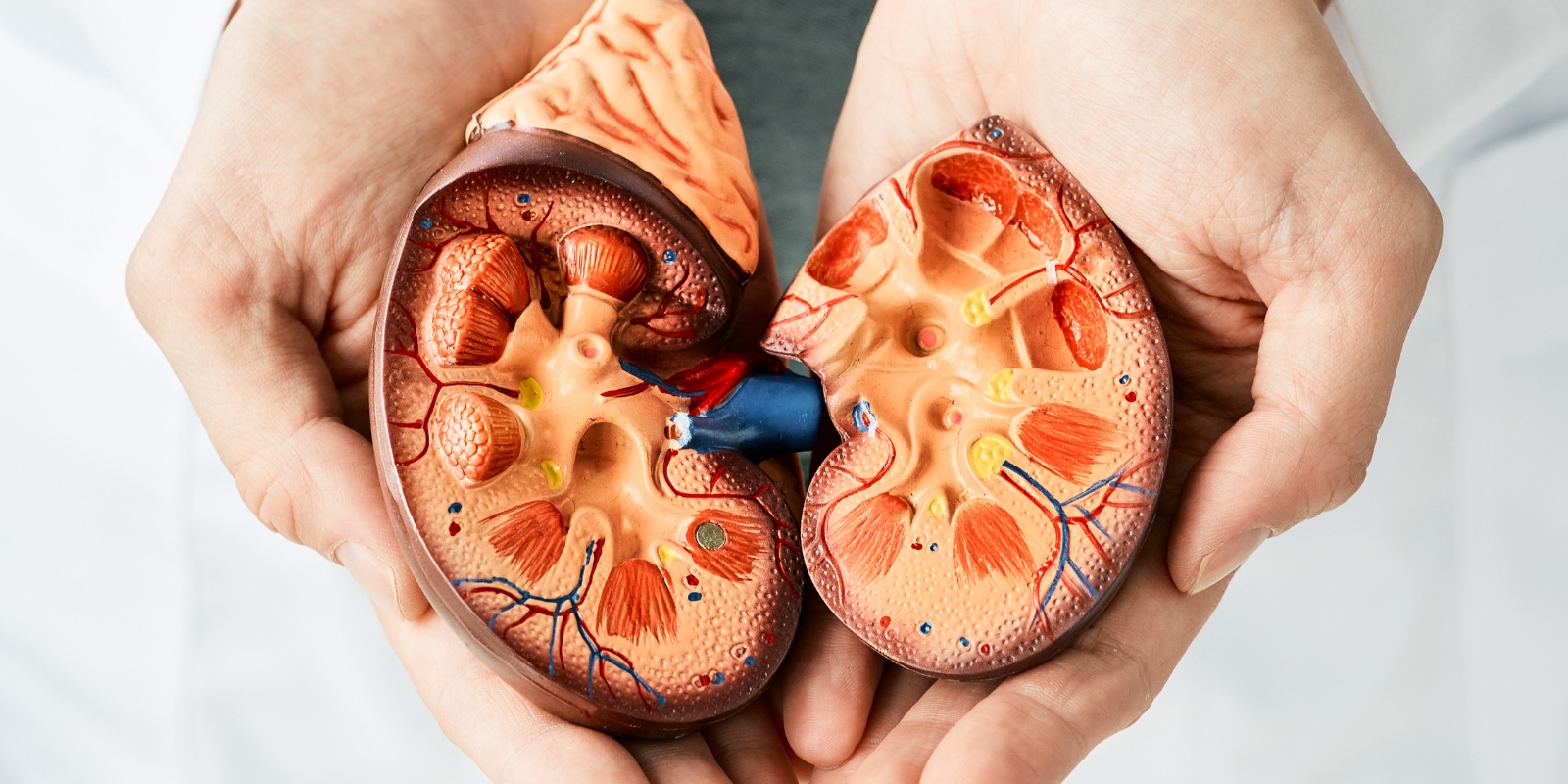 Two hands hold a model showing structures inside kidneys