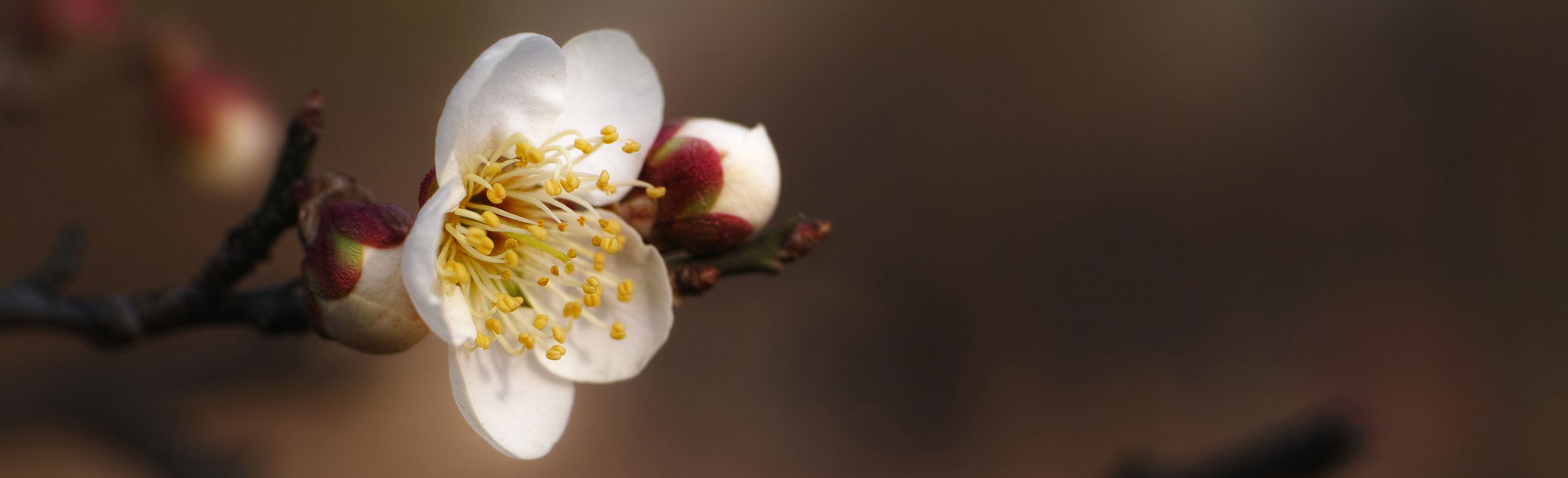 Plum blossom flower
