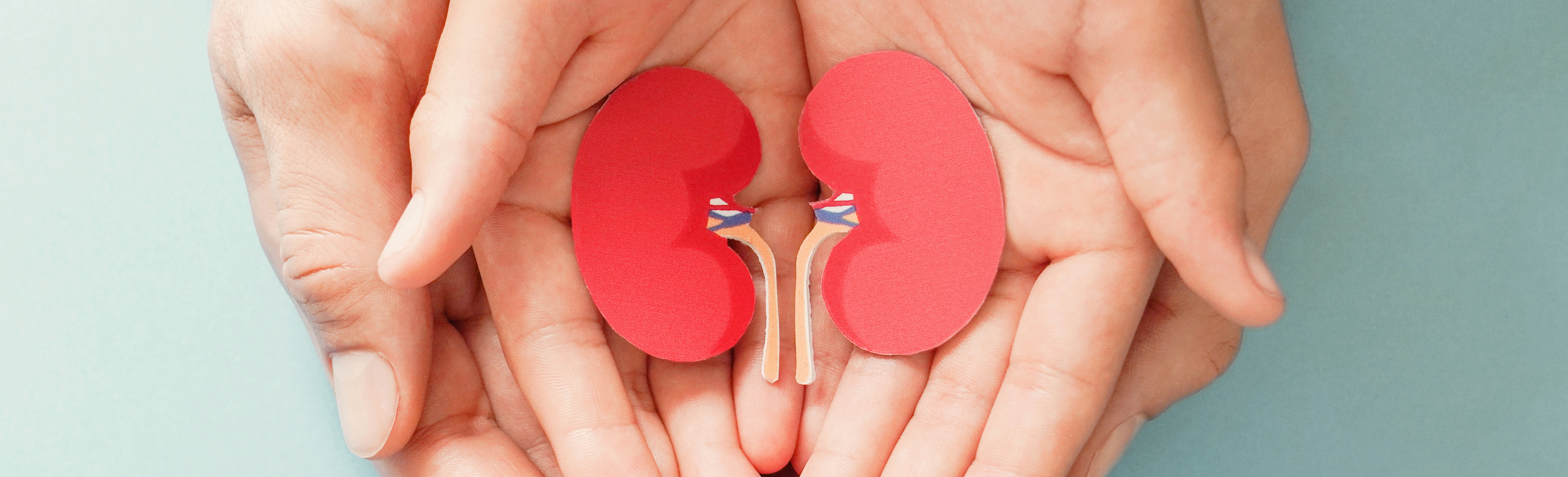 Adult and child hands holding red paper cut-out of kidneys