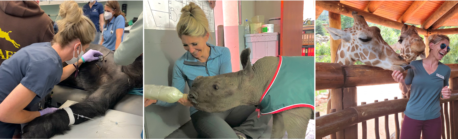 Amanda Vegter working with wildlife in South Africa