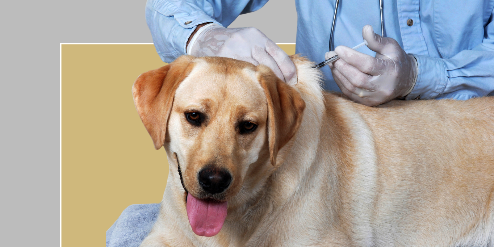 Dog on clinical trial 