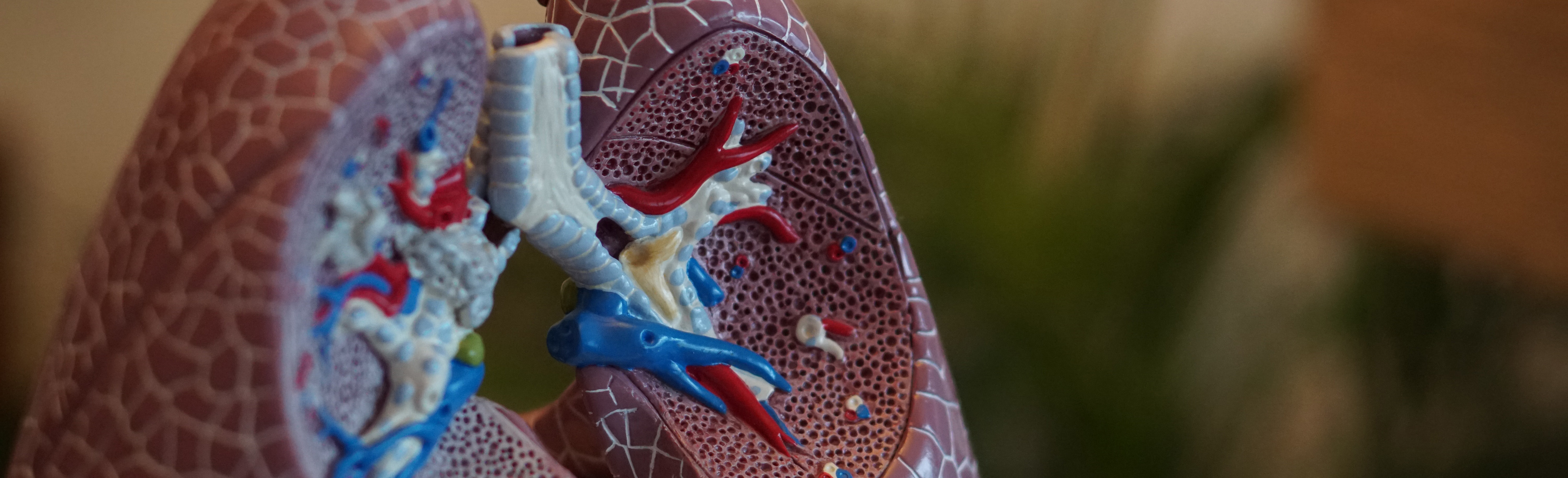 model of human lungs