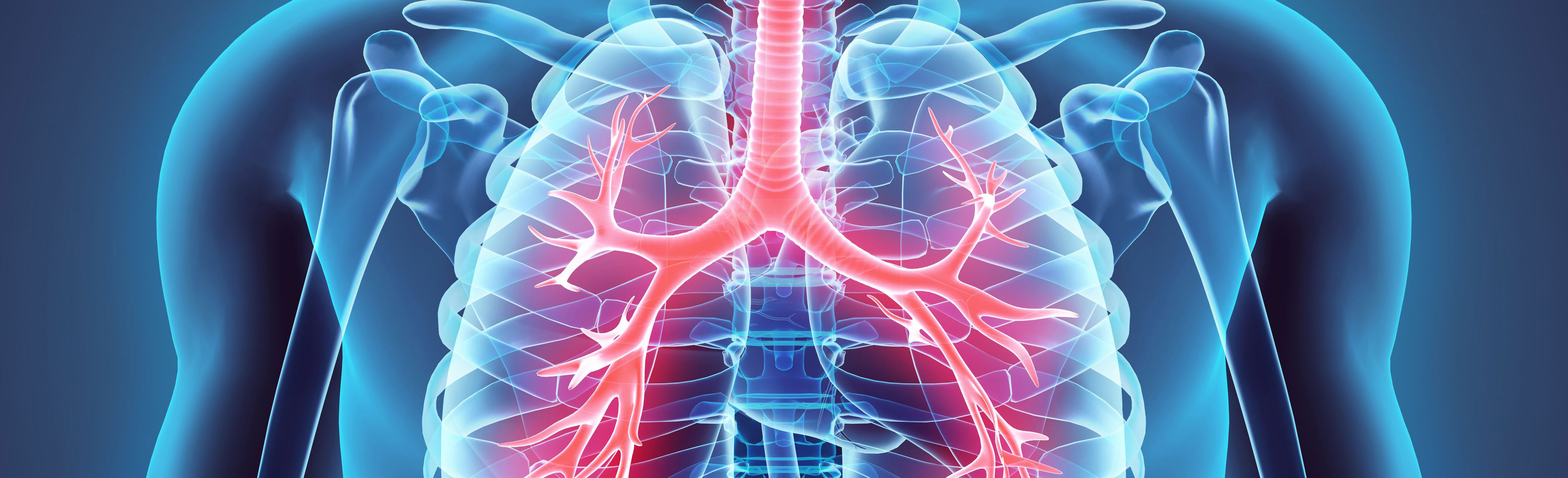 illustration of lungs in male torso | immunoprevention