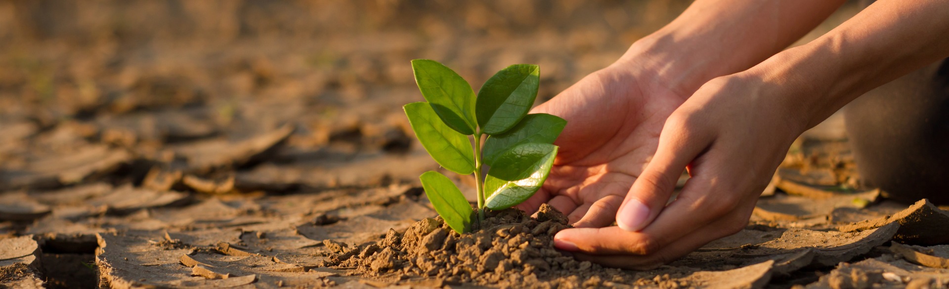 Person's hands holding plant in ground