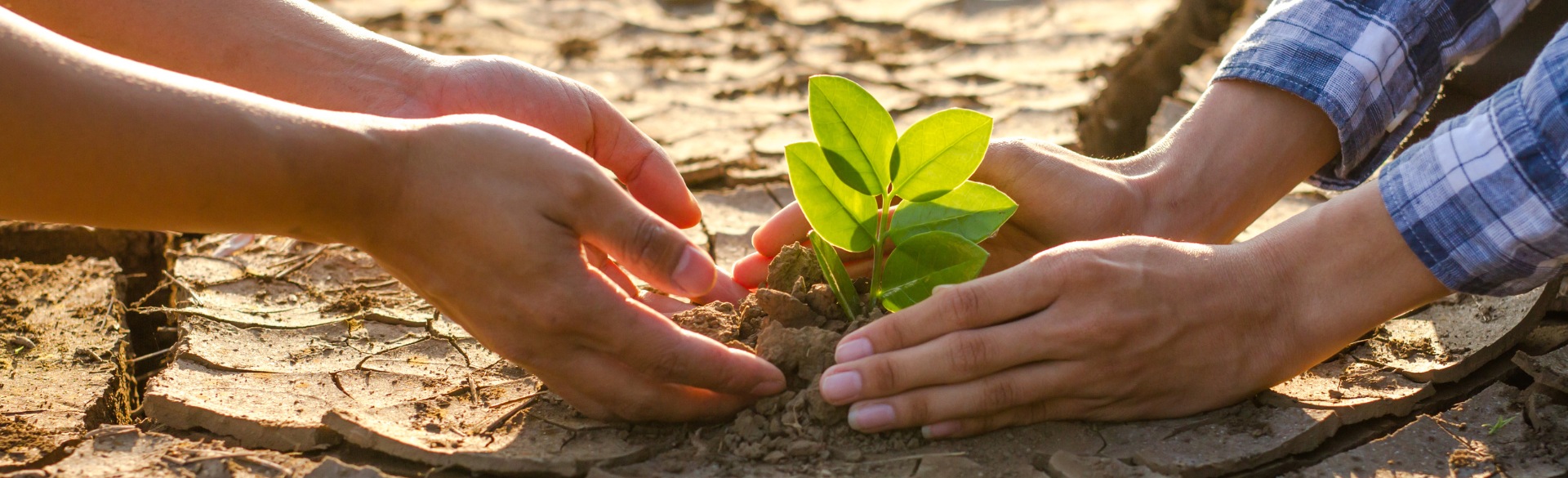 Two hands planting a plant in dry, cracked ground