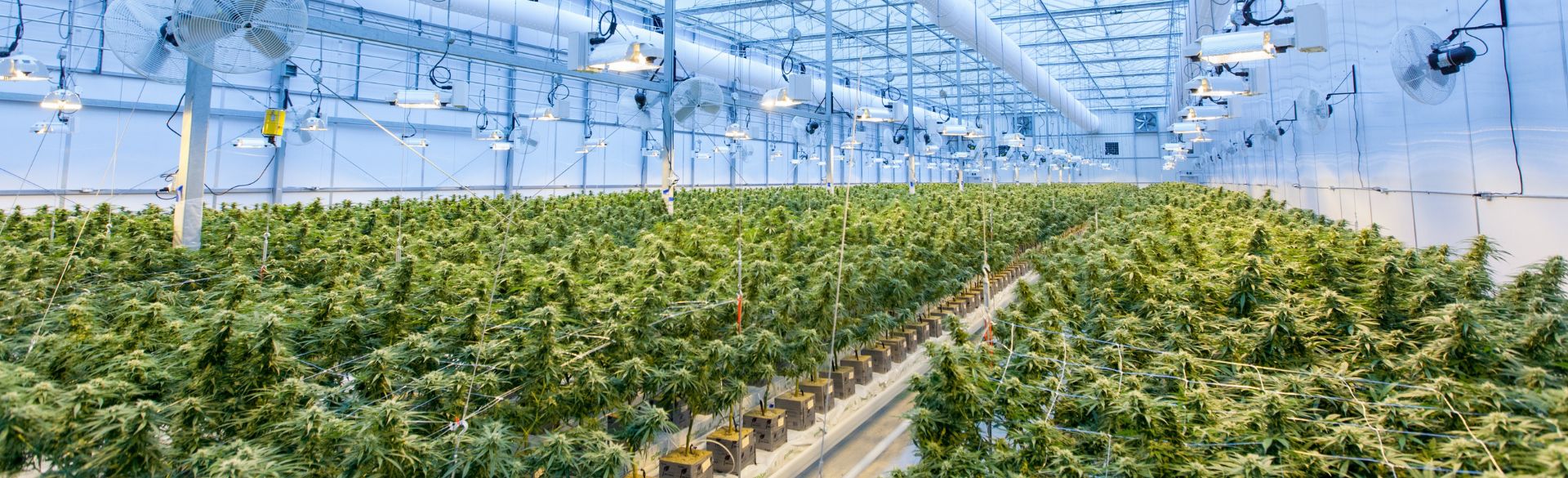 Cannibas growing in greenhouse