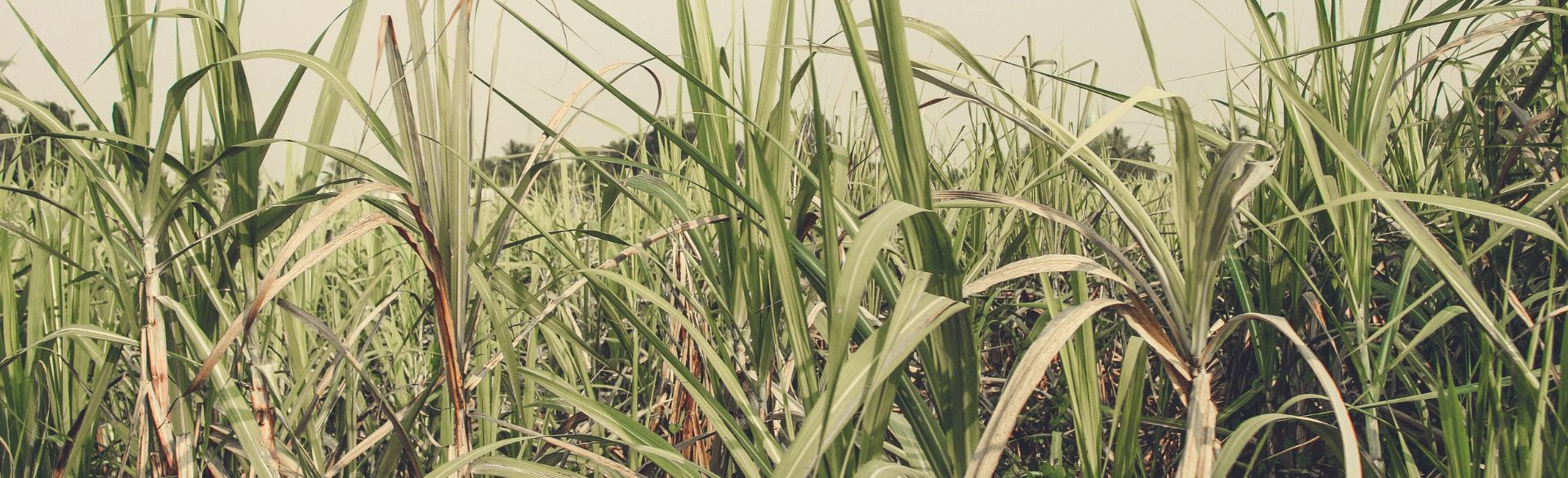 Sugar cane