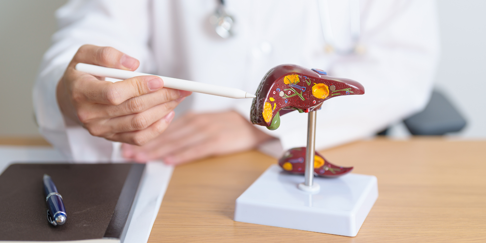 A doctor points to a model of a liver.
