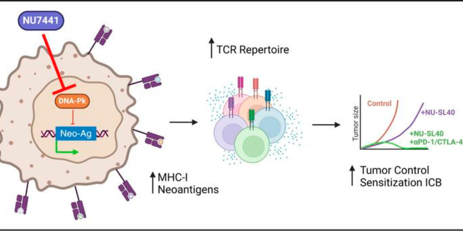 Illustration of DNA-PK inhibitor research