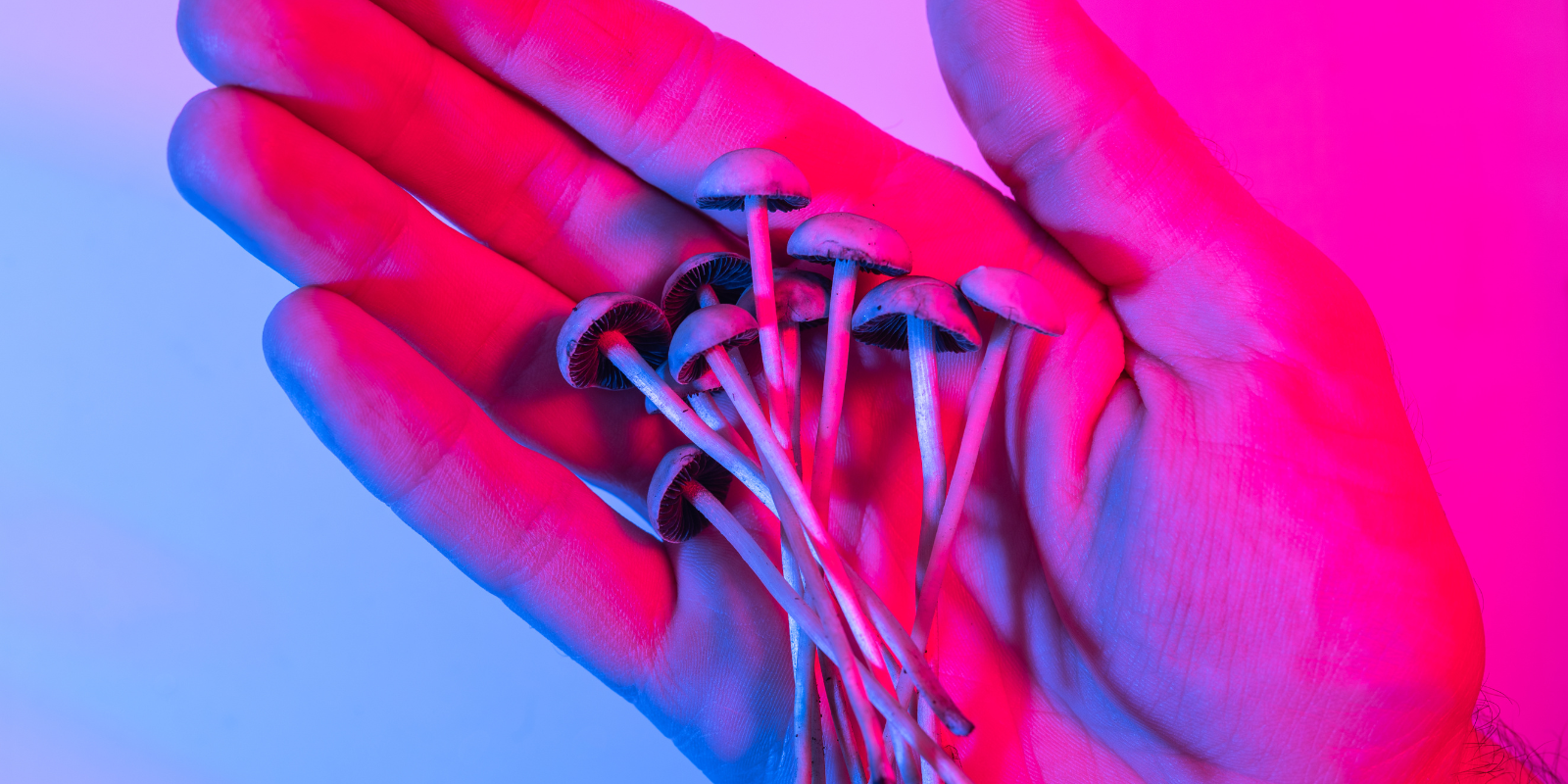 A close up shot of a hand holding psychedelic mushrooms.