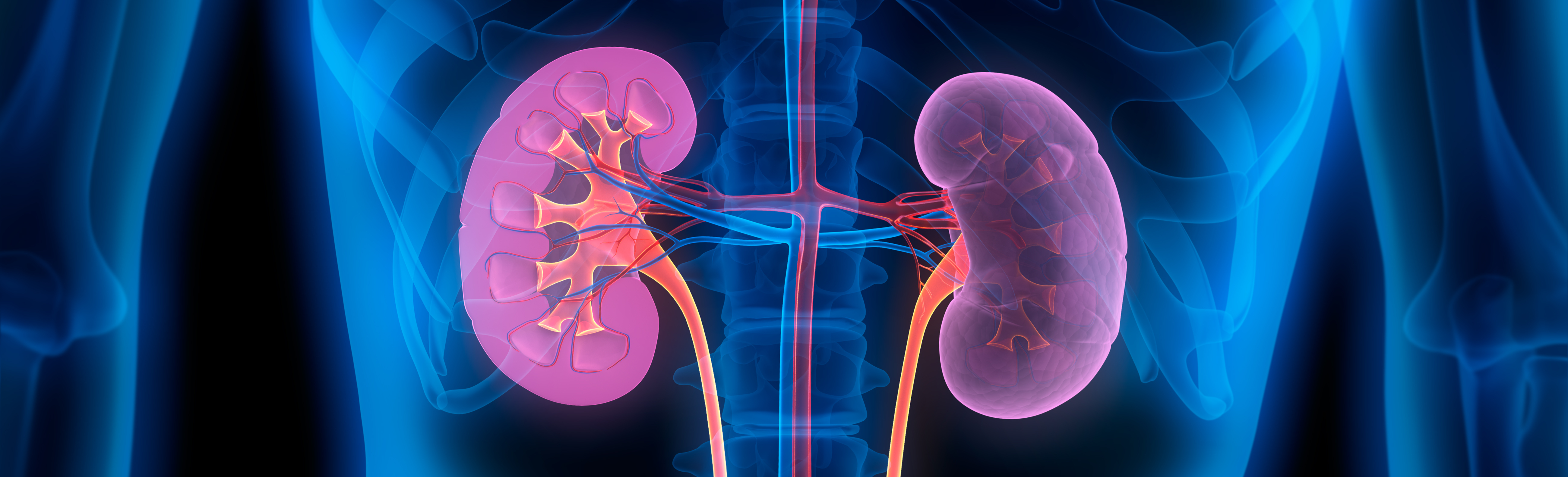 Illustration of internal structure of kidneys