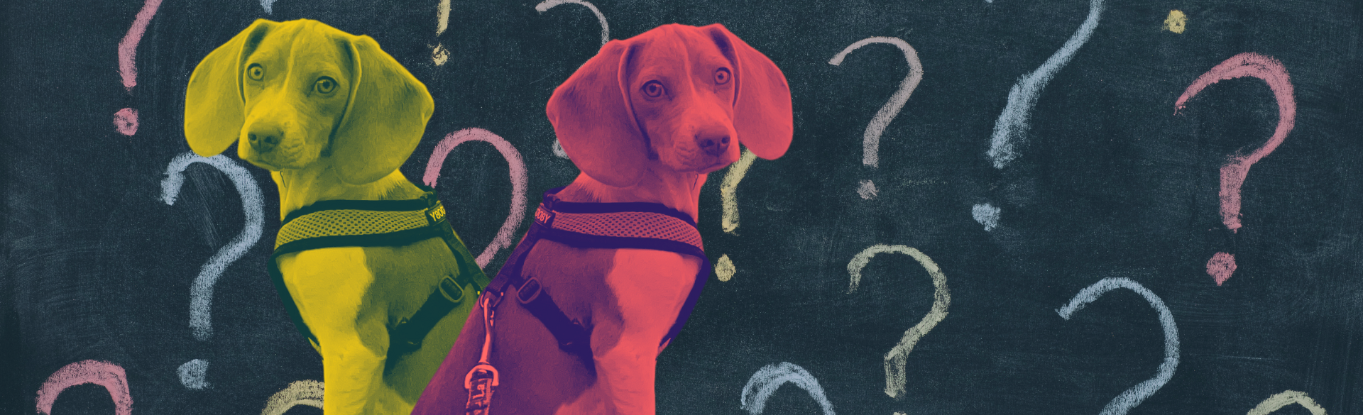 How Trustworthy is Your Dog’s DNA Test?