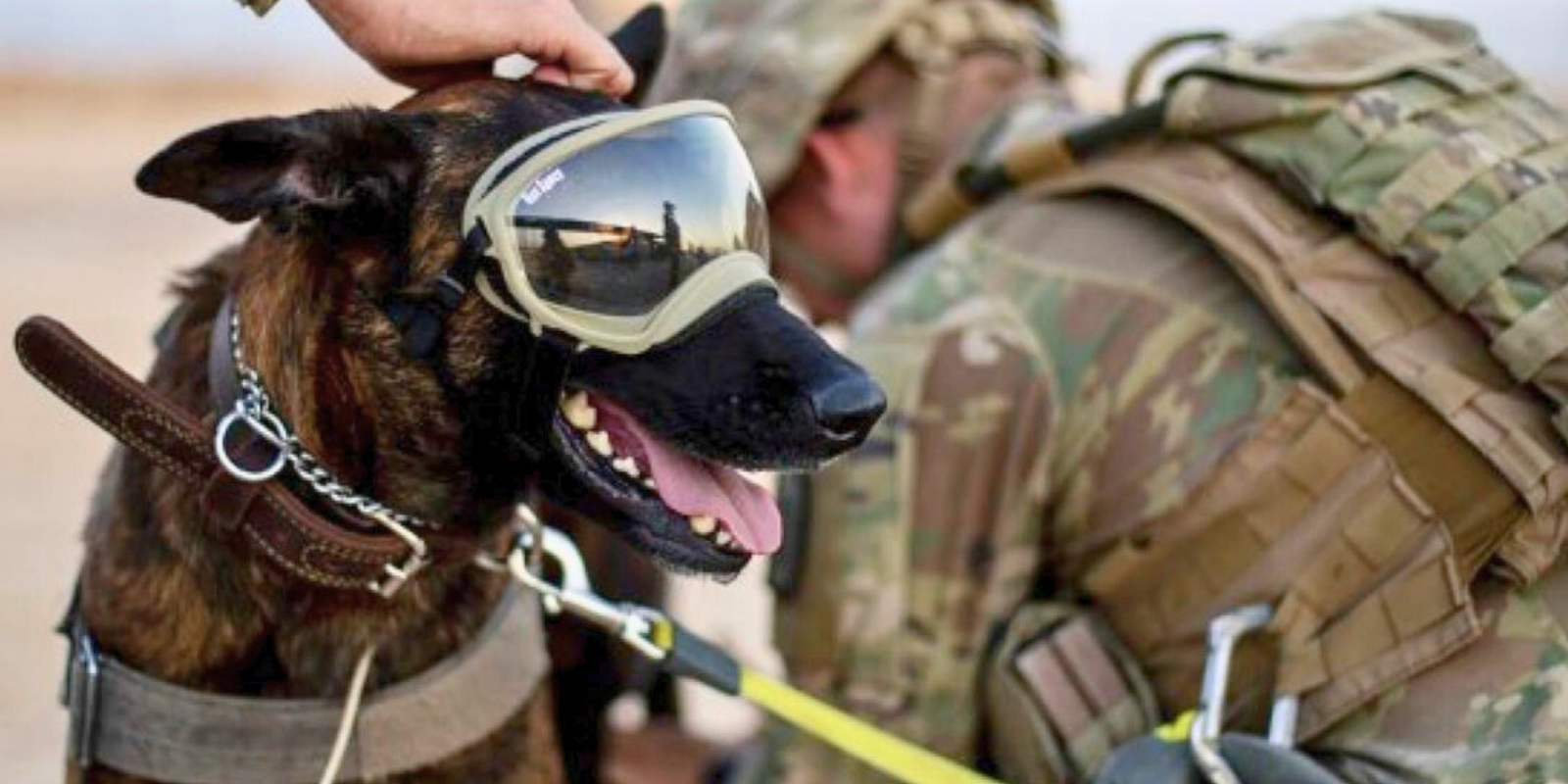  A U.S. Army military working dog receives protective equipment before training at Al Asad Airbase, Iraq. 
