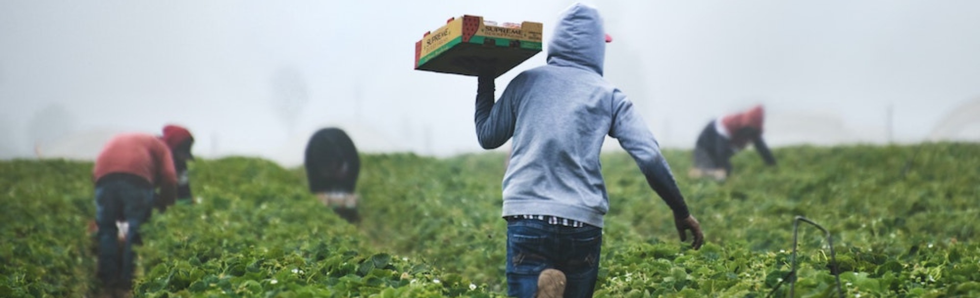farm worker walking in field holding fruit crate