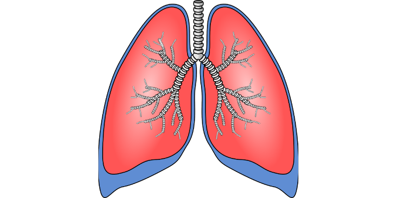 Animated image of lungs