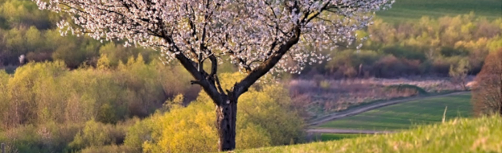 A lone tree outdoors