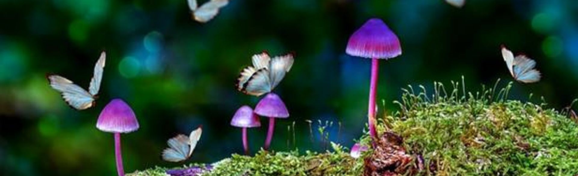 Butterflies flying near purple mushrooms on a lush green backdrop