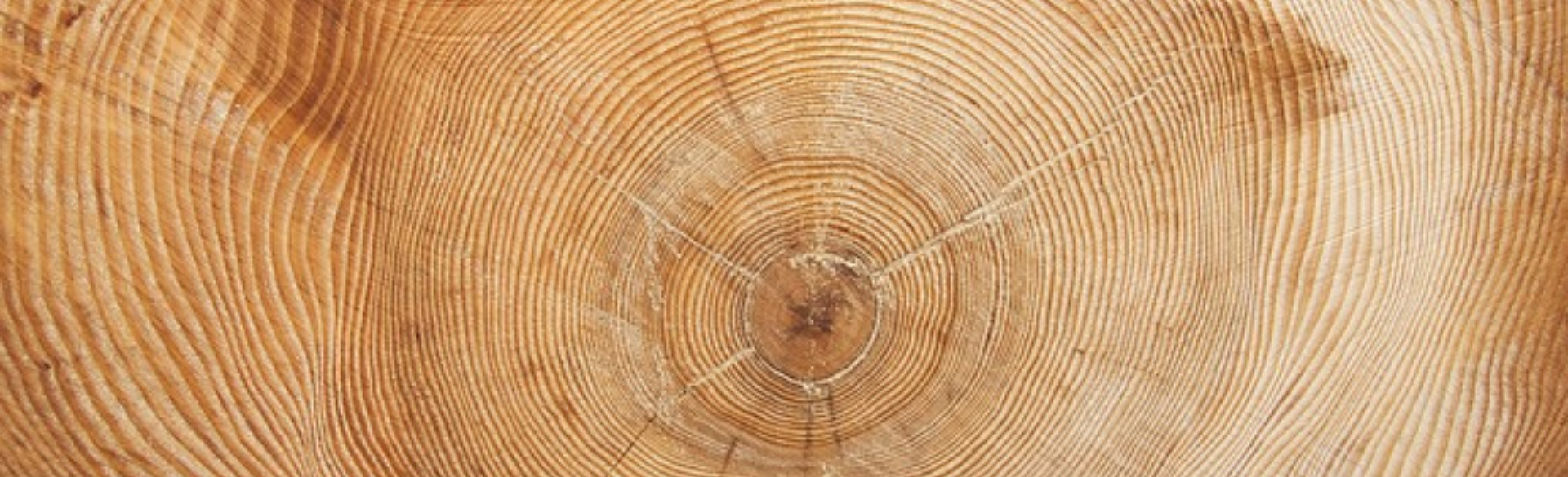 An image of tree rings.